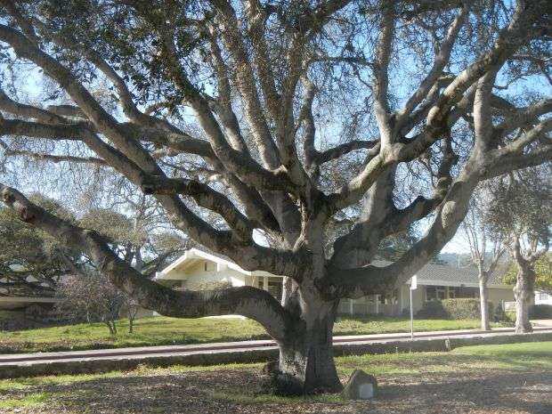 MONTEREY’S WORLD WAR I MEMORIAL OAK TREE