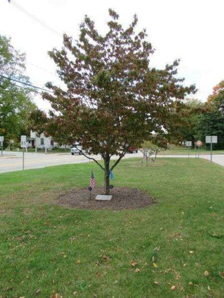 PFC WILLIAM J JOHNSTON MEDAL OF HONOR MEMORIAL TREE