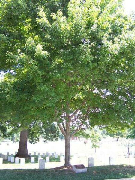 ARLINGTON CEMETERY U.S. NAVY CRUISER SAILORS RED MAPLE MEMORIAL TREE