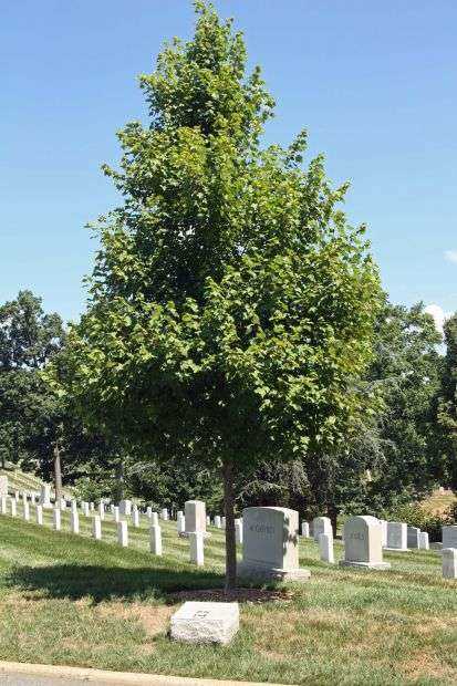 ARLINGTON CEMETERY U.S. ARMY RESERVE OCTOBER GLORY RED MAPLE MEMORIAL TREE