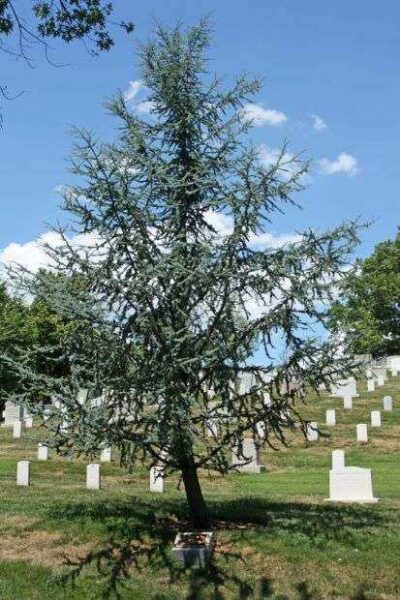 ARLINGTON CEMETERY PEACEMAKER BLUE ATLAS CEDAR MEMORIAL TREE