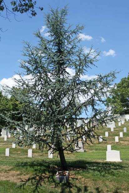 ARLINGTON CEMETERY PEACEMAKER BLUE ATLAS CEDAR MEMORIAL TREE
