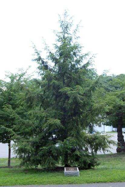 ARLINGTON CEMETERY LEXINGTON MINUTE MEN EASTERN HEMLOCK MEMORIAL TREE
