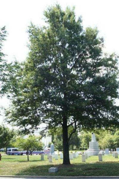 ARLINGTON CEMETERY LANDING CRAFT SUPPORT SHIPS WILLOW OAK MEMORIAL TREE