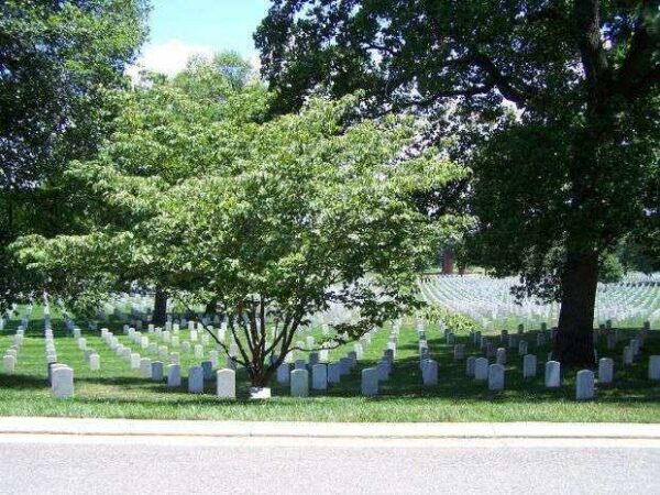 ARLINGTON CEMETERY AMERICAN EX-PRISONERS OF WAR KOUSA DOGWOOD MEMORIAL TREE
