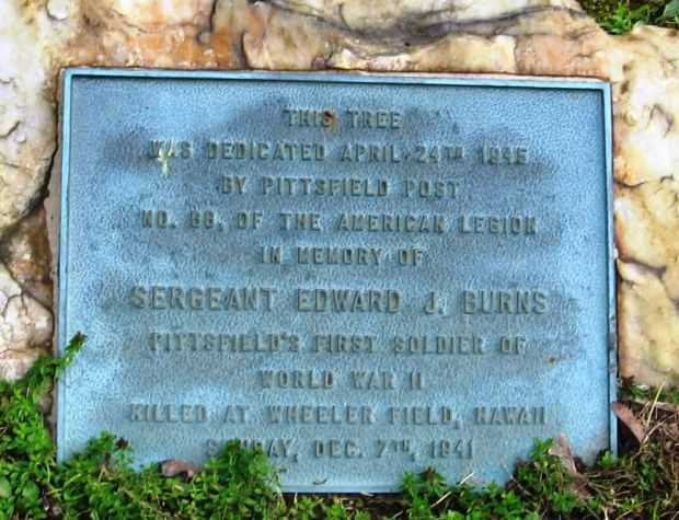 SERGEANT EDWARD J. BURNS WAR MEMORIAL TREE PLAQUE