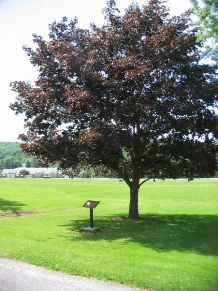 D-DAY ANNIVERSARY MEMORIAL TREE