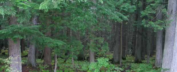 WASHINGTON COUNTY WORLD WAR II VETERANS MEMORIAL FOREST HAERSTOWN