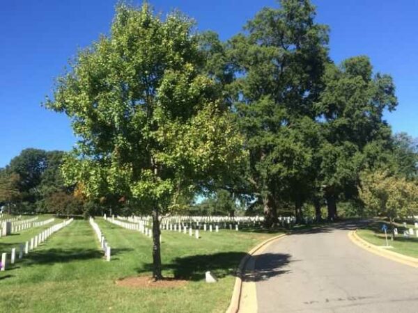 AMERICAL DIVISION WAR MEMORIAL TREE