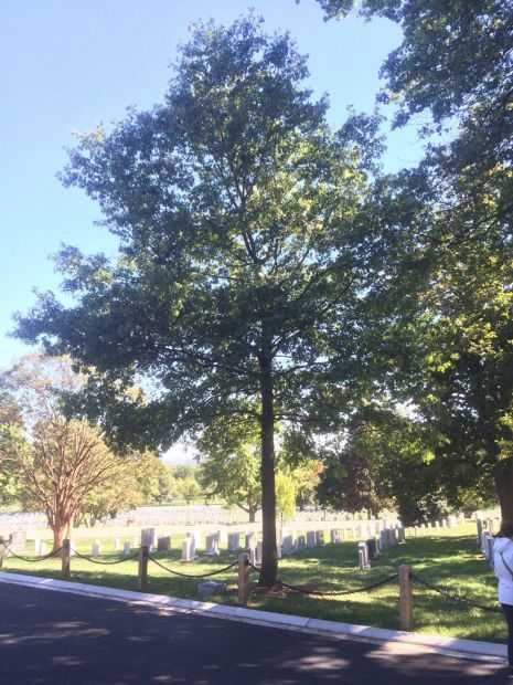 455TH BOMBARDMENT GROUP (HEAVY) MEMORIAL TREE