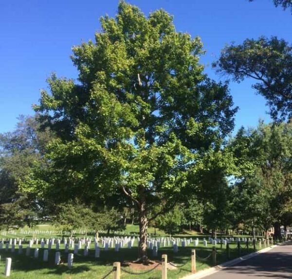 82ND AIRBORNE DIVISION ASSOCIATION WAR MEMORIAL TREE