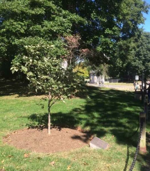 THE 23RD REGIMENT COMBAT TEAM WAR MEMORILAL TREE