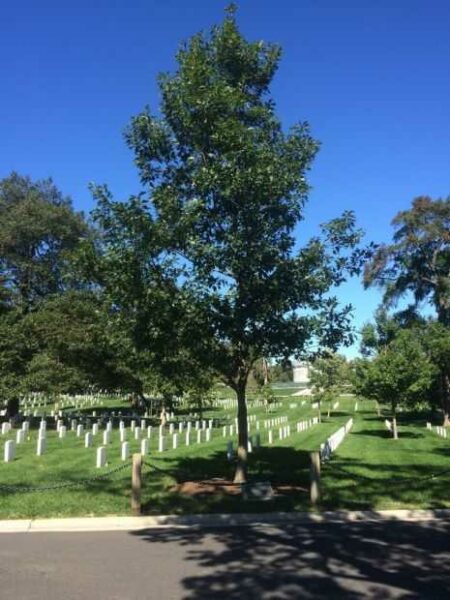 199TH LIGHT INFANTRY BRIGADE WAR MEMORIAL TREE