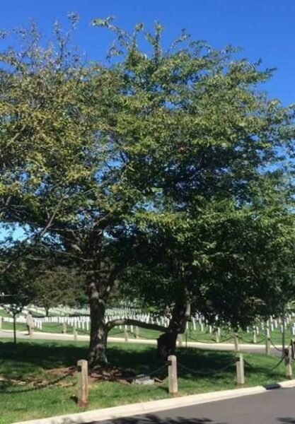 144TH ARMY POSTAL UNIT WAR MEMORIAL TREE