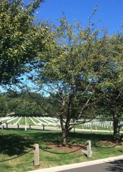 104TH INFANTRY DIVISION WAR MEMORIAL TREE