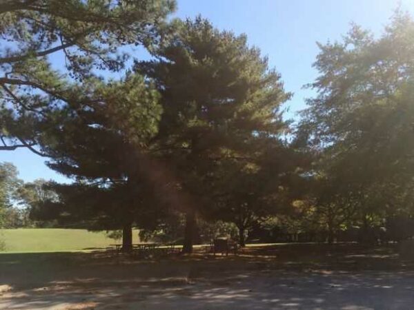 YORKTOWN BICENTENNIAL PINE TREES MEMORIAL