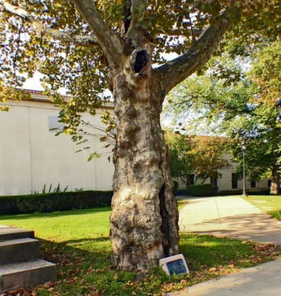 WIVES OF THE DEFENDERS WAR MEMORIAL TREE