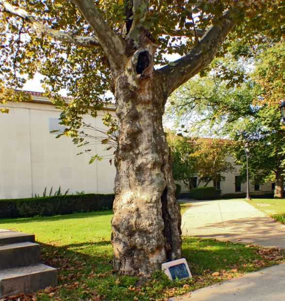 WIVES OF THE DEFENDERS WAR MEMORIAL TREE