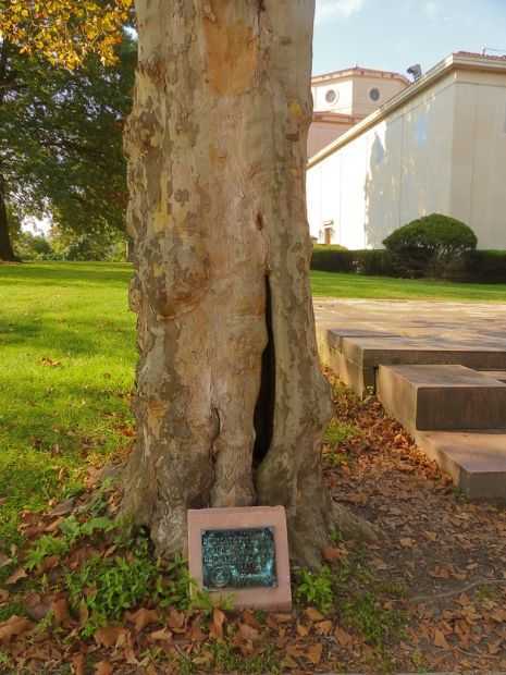 MOTHERS OF THE DEFENDERS WAR MEMORIAL TREE