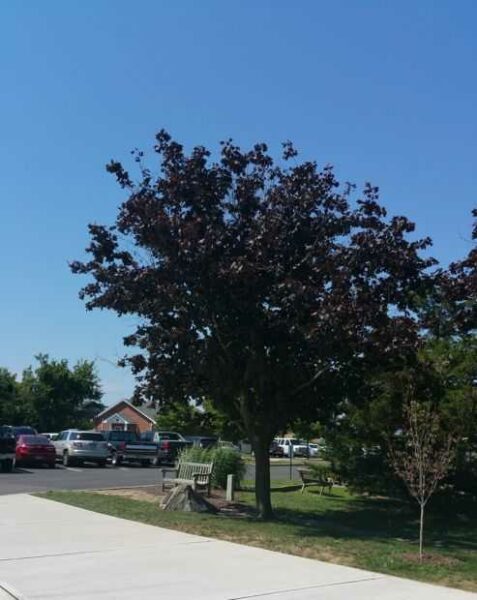 BORO OF BAY HEAD VETERANS MEMORIAL TREE