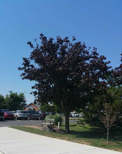BORO OF BAY HEAD VETERANS MEMORIAL TREE