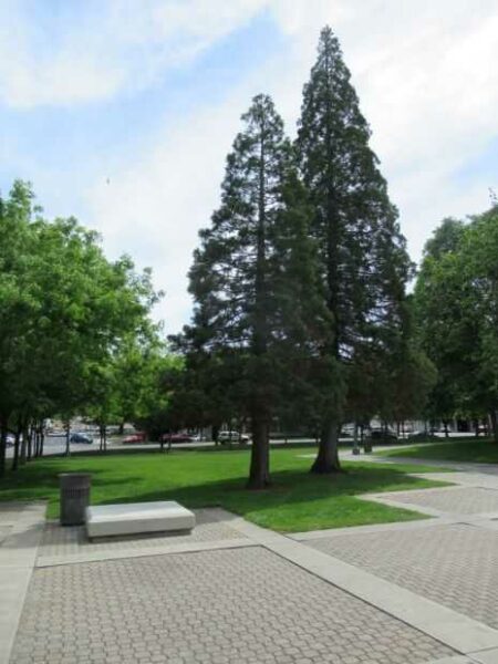 STOCKTON WOMEN VETERANS’ TREE MEMORIAL
