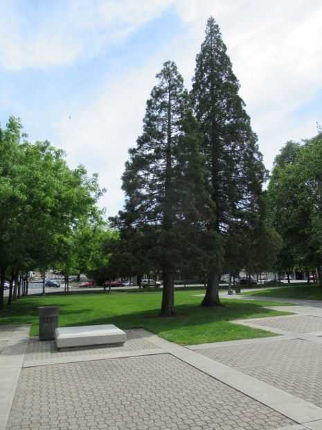 STOCKTON WOMEN VETERANS’ TREE MEMORIAL