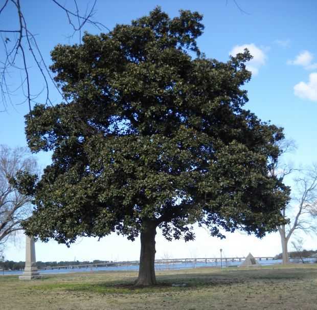 WEST HAVEN LIVING MEMORIAL TREE