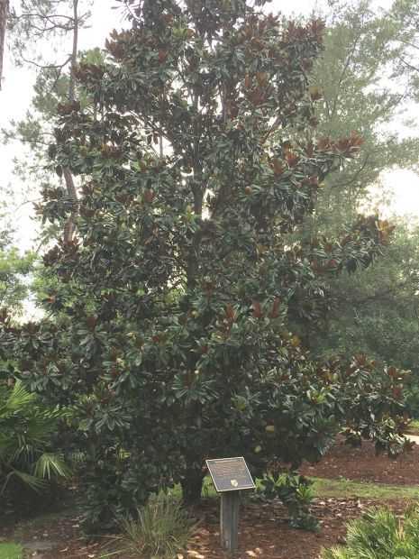 TREE OF REMEMBRANCE MEMORIAL