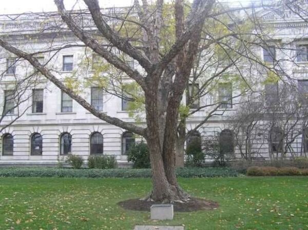 USDA VETERANS MEMORIAL TREE
