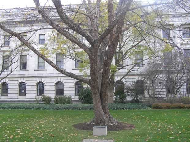 USDA VETERANS MEMORIAL TREE