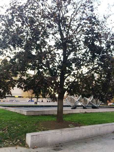 320TH BOMB GROUP WAR MEMORIAL TREE