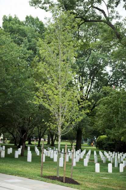 VIETNAM HELICOPTER PILOTS AND CREW MEMBERS WAR MEMORIAL TREE