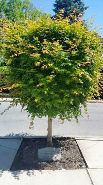 OUR LADY OF VICTORY SEPTEMBER 11, 2001 MEMORIAL TREE