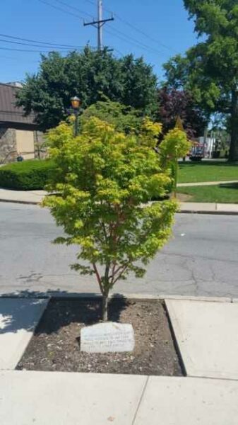OUR LADY OF VICTORY VETERANS MEMORIAL TREE