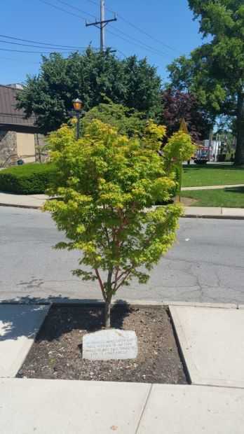 OUR LADY OF VICTORY VETERANS MEMORIAL TREE