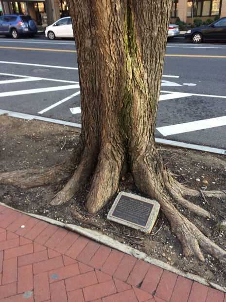 WASHINGTON D.C. DEMOCRACY TREE MEMORIAL