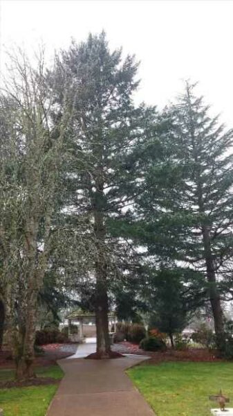 VETERANS ADMINISTRAION MEDAL OF HONOR RECIPIENTS MEMORIAL TREE