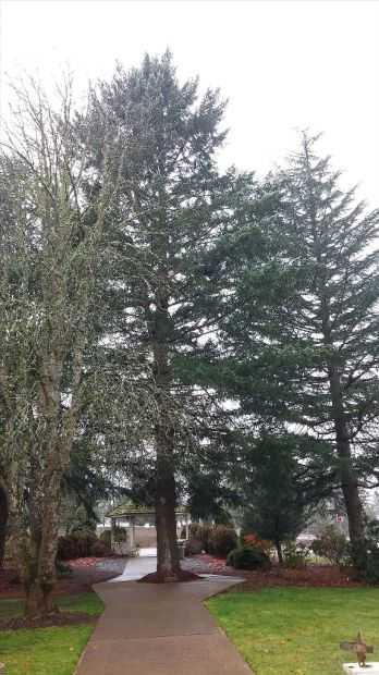 VETERANS ADMINISTRAION MEDAL OF HONOR RECIPIENTS MEMORIAL TREE
