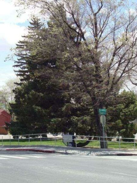 CITY OF RENO GRAND ARMY OF THE REPUBLIC MEMORIAL TREE