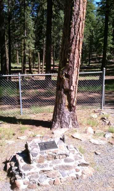 MITCHELL MONUMENT SHRAPNEL TREE