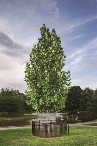 THE NORTH CAROLINA LIBERTY TREE MEMORIAL