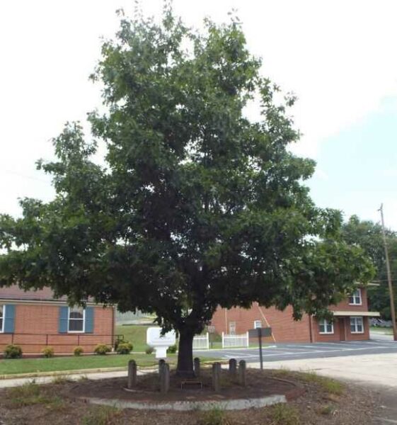 WILKESBORO TORY OAK REVOLUTIONARY WAR MEMORIAL TREE