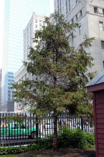 TREE OF HOPE MEMORIAL