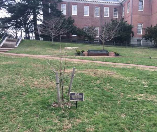 LIBERTY TREE TULIP POPLAR MEMORIAL