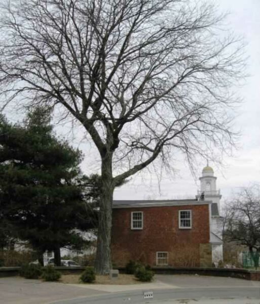 THE FREEDOM TREE CITIZENS OF HAMDEN MEMORIAL