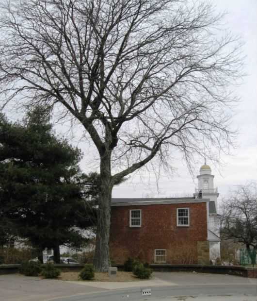 THE FREEDOM TREE CITIZENS OF HAMDEN MEMORIAL
