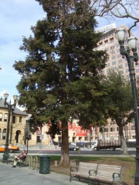 THE FREEDOM TREE LT. COL. GORDON L. PAGE MEMORIAL