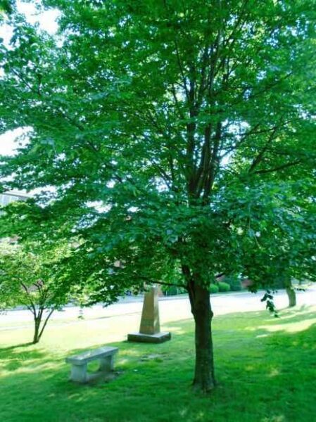 443 AAA BN EUROPEAN BEECH TREE MEMORIAL