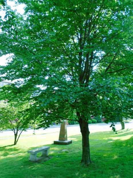 443 AAA BN EUROPEAN BEECH TREE MEMORIAL